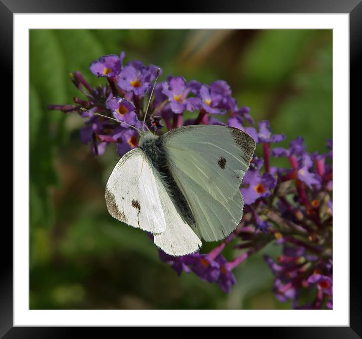 Large White Butterfly Framed Mounted Print by Bill Simpson