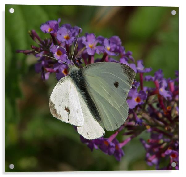 Large White Butterfly Acrylic by Bill Simpson