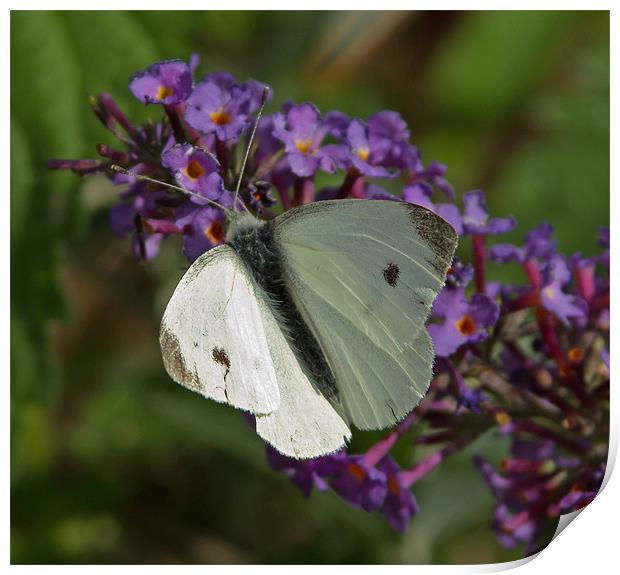 Large White Butterfly Print by Bill Simpson