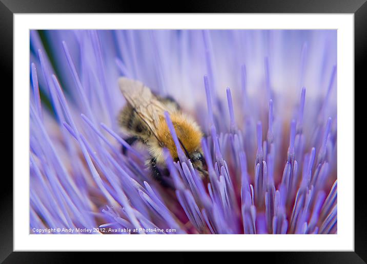 Show me the honey Framed Mounted Print by Andy Morley