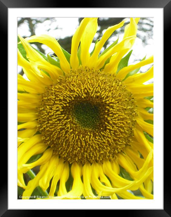 Ray of Sunshine! Framed Mounted Print by Eleanor McCabe