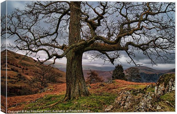 HDR Tree at Park Brow Canvas Print by Ray Pritchard