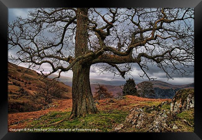 HDR Tree at Park Brow Framed Print by Ray Pritchard