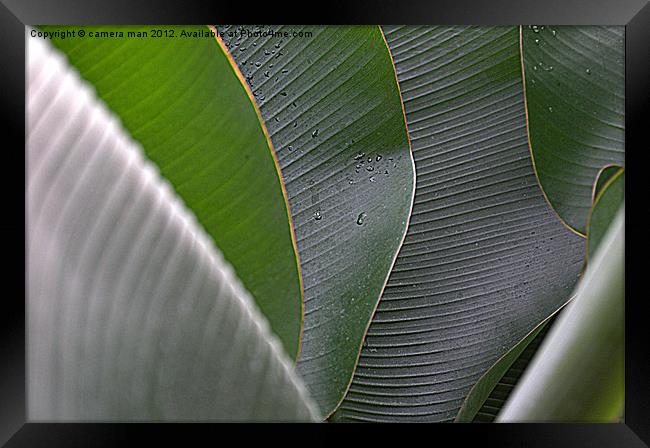 Banana leaf art Framed Print by camera man