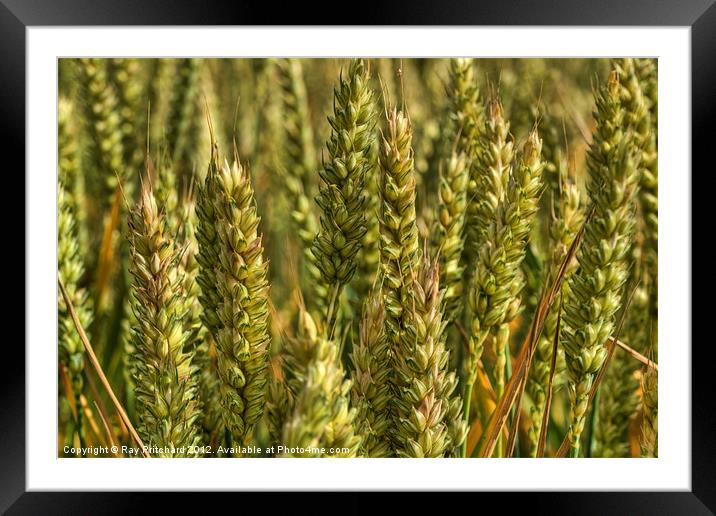 Wheat Framed Mounted Print by Ray Pritchard