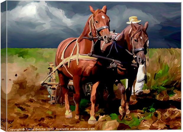 Plough Horses Canvas Print by Trevor Butcher