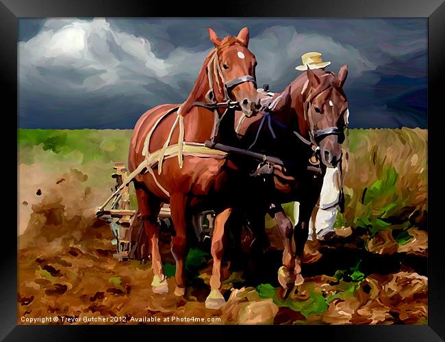 Plough Horses Framed Print by Trevor Butcher