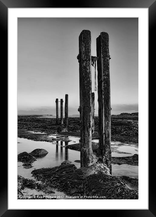 Old Groynes at Whitley Bay Framed Mounted Print by Ray Pritchard