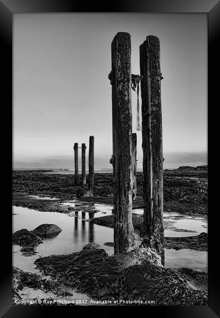 Old Groynes at Whitley Bay Framed Print by Ray Pritchard