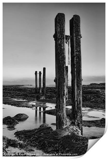 Old Groynes at Whitley Bay Print by Ray Pritchard