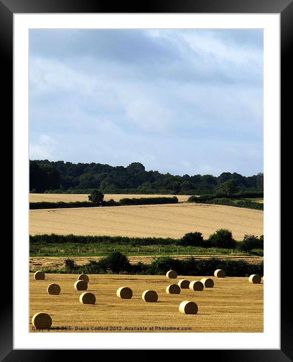 Hay bales in Bedfordshire Framed Mounted Print by DEE- Diana Cosford