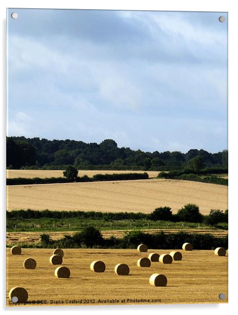 Hay bales in Bedfordshire Acrylic by DEE- Diana Cosford
