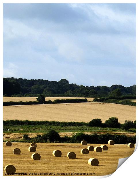 Hay bales in Bedfordshire Print by DEE- Diana Cosford