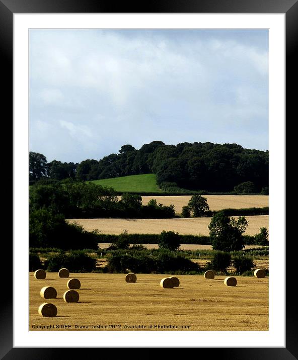 Hay Bales Bedfordshire 2 Framed Mounted Print by DEE- Diana Cosford