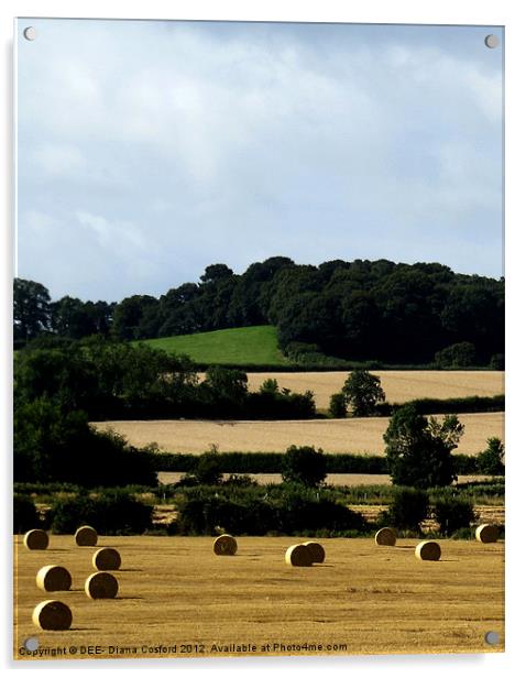 Hay Bales Bedfordshire 2 Acrylic by DEE- Diana Cosford