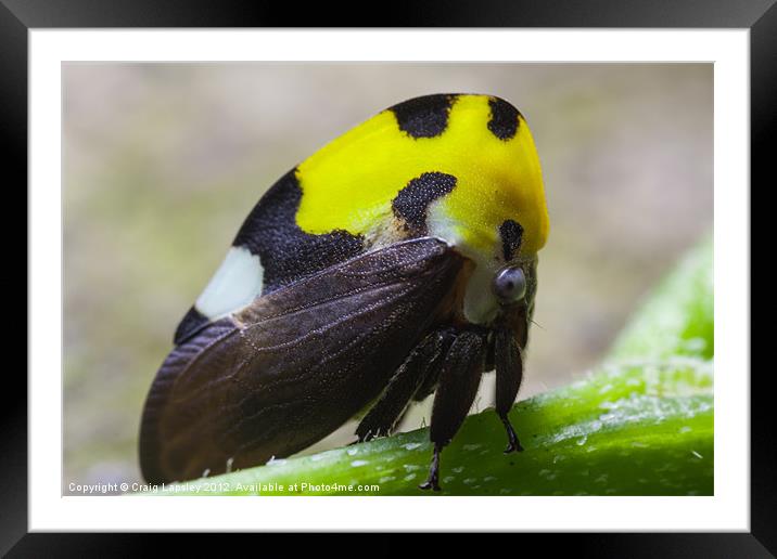 yellow and black treehopper Framed Mounted Print by Craig Lapsley