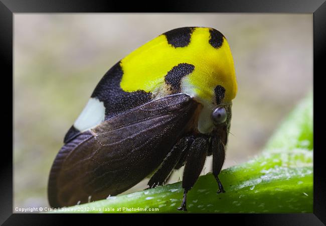 yellow and black treehopper Framed Print by Craig Lapsley