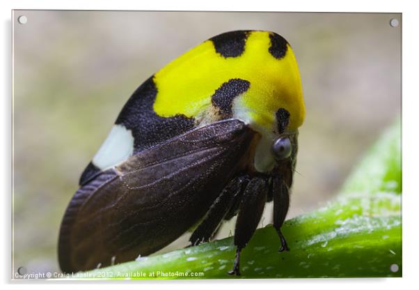 yellow and black treehopper Acrylic by Craig Lapsley