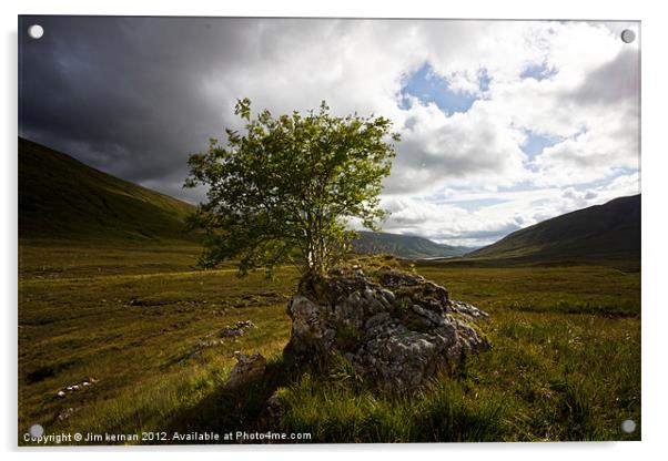 The Little Mountain Tree Of Glen Coe Acrylic by Jim kernan