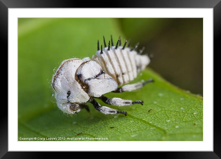 treehopper nymph Framed Mounted Print by Craig Lapsley