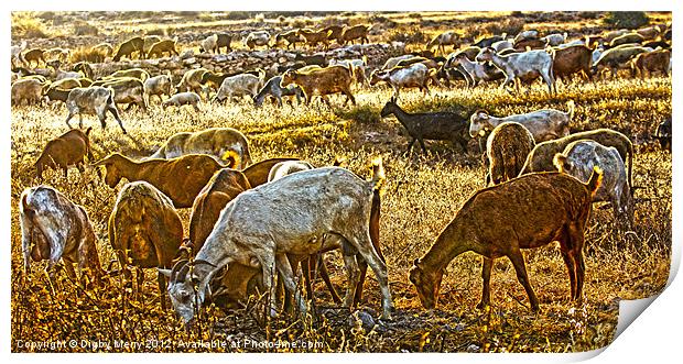 Goats Grazing Print by Digby Merry