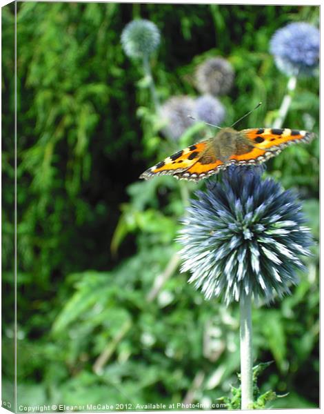 Summer Beauty! Canvas Print by Eleanor McCabe