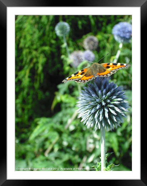Summer Beauty! Framed Mounted Print by Eleanor McCabe