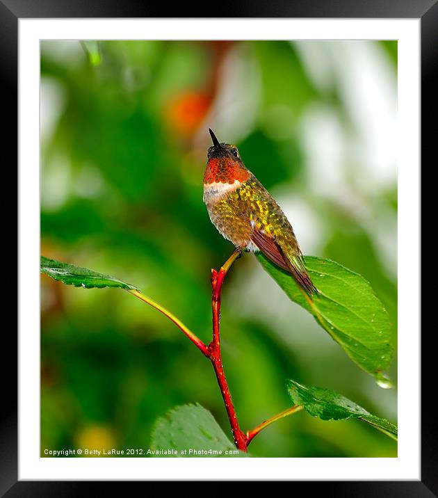 Ruby-throated Hummingbird Framed Mounted Print by Betty LaRue