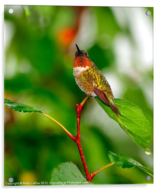 Ruby-throated Hummingbird Acrylic by Betty LaRue