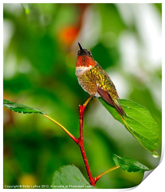 Ruby-throated Hummingbird Print by Betty LaRue