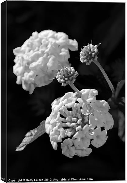 Lantana Blooms in Black and White Canvas Print by Betty LaRue