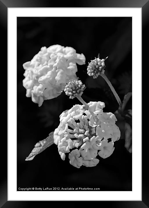 Lantana Blooms in Black and White Framed Mounted Print by Betty LaRue