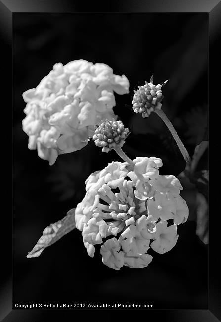 Lantana Blooms in Black and White Framed Print by Betty LaRue