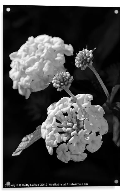 Lantana Blooms in Black and White Acrylic by Betty LaRue