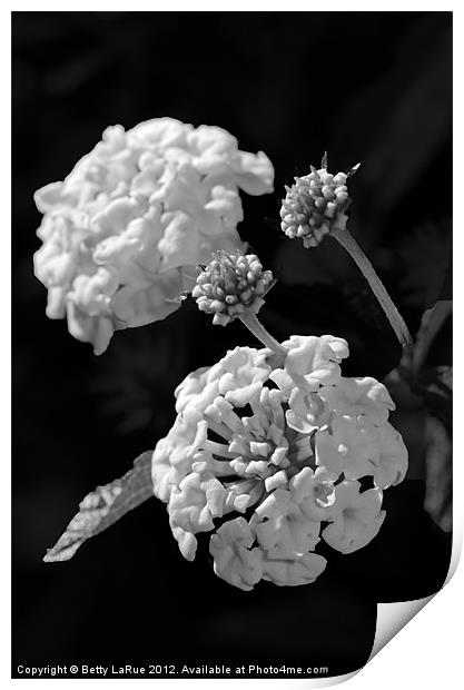 Lantana Blooms in Black and White Print by Betty LaRue