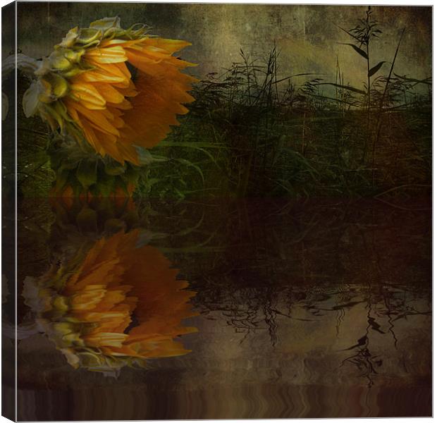 Sunflower Summer Canvas Print by Debra Kelday