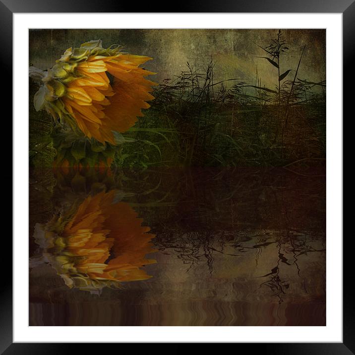 Sunflower Summer Framed Mounted Print by Debra Kelday