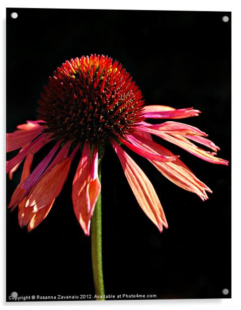 Echinacae Pink. Acrylic by Rosanna Zavanaiu