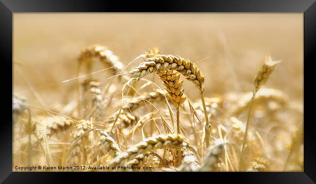 Golden Wheat Framed Print by Karen Martin