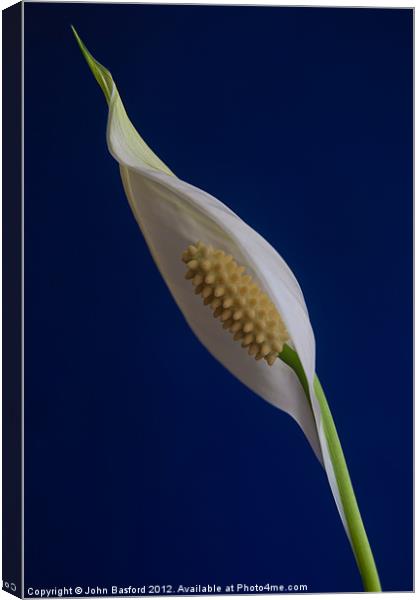 Peace Lily in Bloom Canvas Print by John Basford