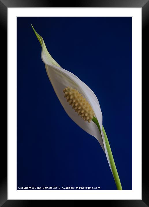 Peace Lily in Bloom Framed Mounted Print by John Basford