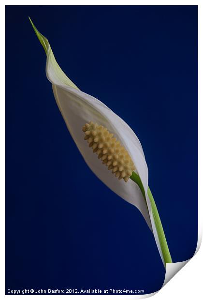 Peace Lily in Bloom Print by John Basford