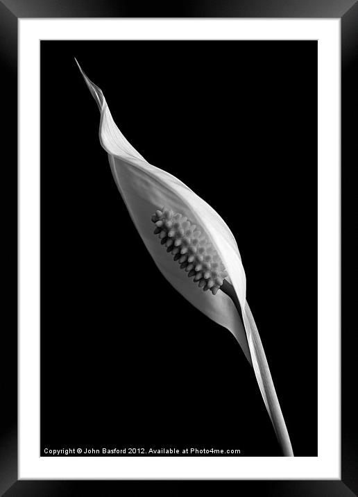 Peace Lily in Bloom B&W Framed Mounted Print by John Basford