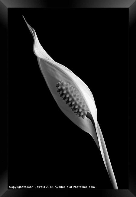 Peace Lily in Bloom B&W Framed Print by John Basford