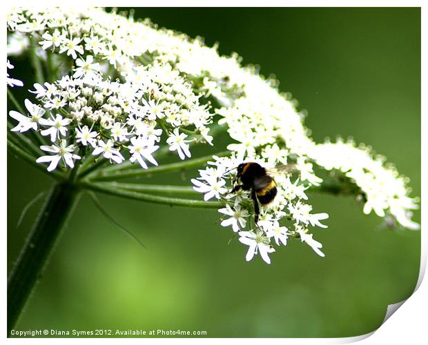 Bumble Bee Print by Diana Symes