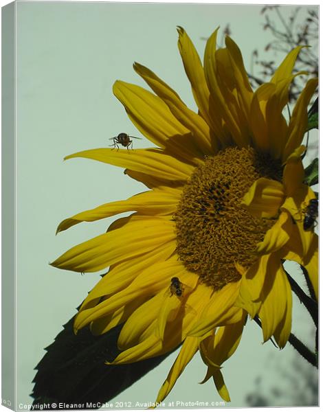 Sunny Yellow! Canvas Print by Eleanor McCabe