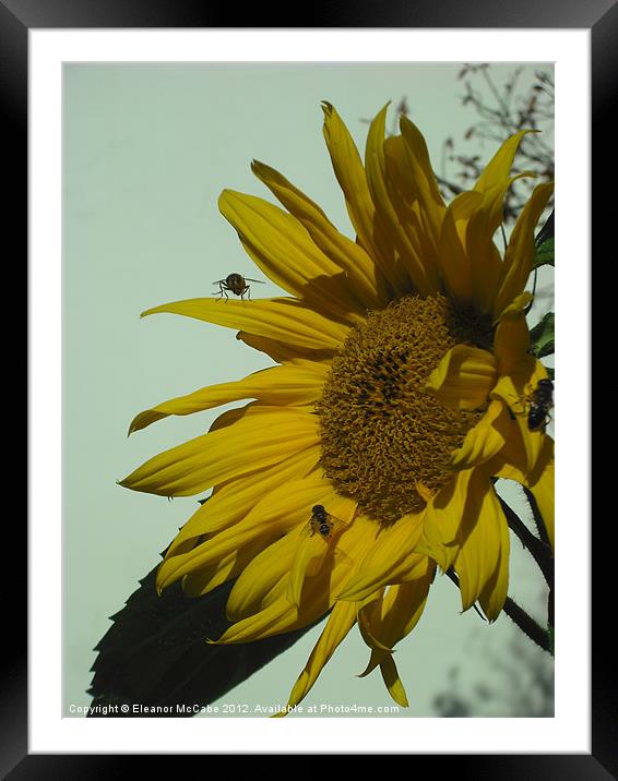 Sunny Yellow! Framed Mounted Print by Eleanor McCabe