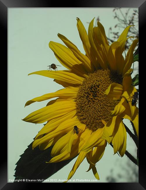 Sunny Yellow! Framed Print by Eleanor McCabe