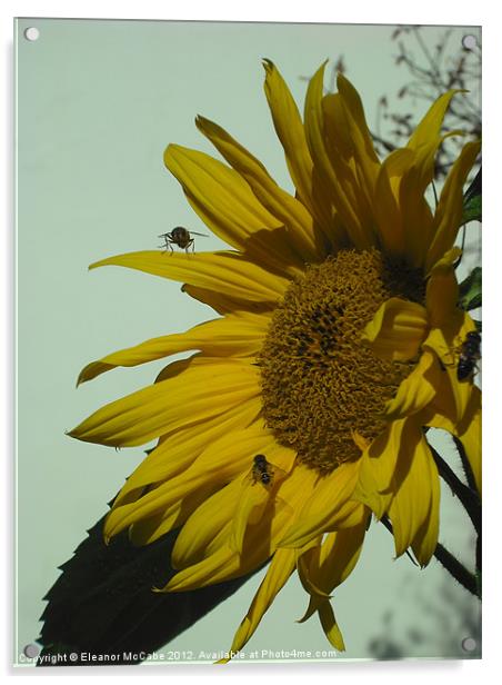 Sunny Yellow! Acrylic by Eleanor McCabe