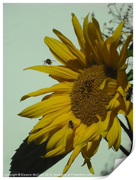 Sunny Yellow! Print by Eleanor McCabe
